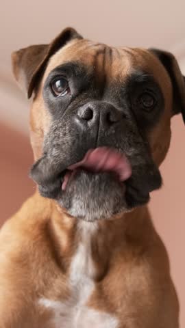 Attentive boxer dog standing against wall and ceiling in room. Vertical footage