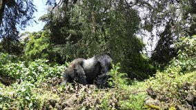 Mountain Gorilla on the boarder from the park, Virunga national park - Powered by Shutterstock - Get 15% off with code: PIKWIZARD15