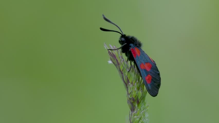 Five-spot Burnet Moth Resting on Grass