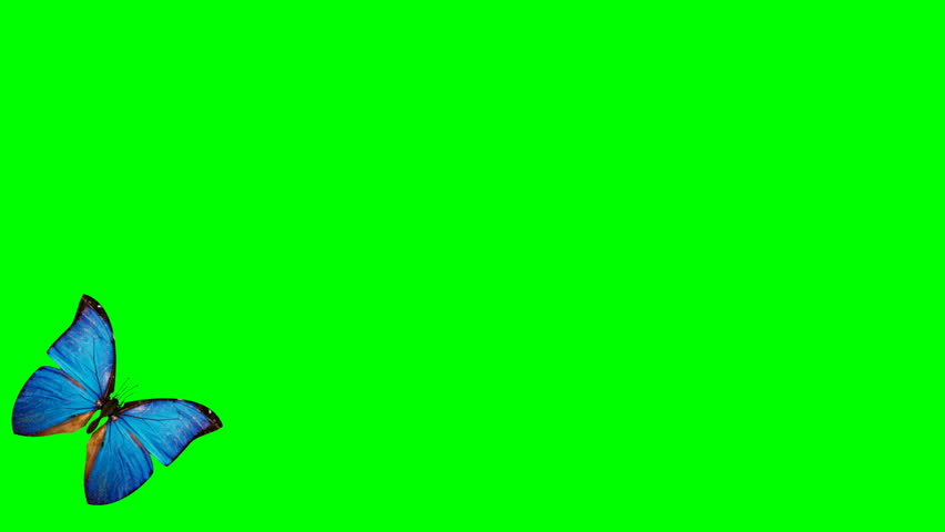 Blue Butterflies Isolated On Green Stock Footage Video 100 Royalty Free 3510752 Shutterstock