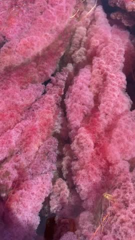 video of pink algae in a river in Colombia. Caño Cristales, La Macarena. It's the minerals that give the water its color. The place is unique in the world and heavenly.	
