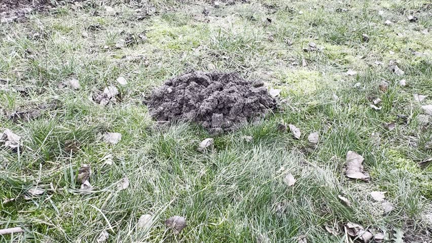 Close-up of a molehill surrounded by early spring grass, showcasing post-winter nature.