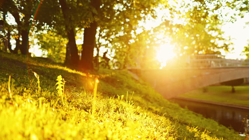 Sunny park with grassy field, trees, bridge, bathed in golden light of setting sun