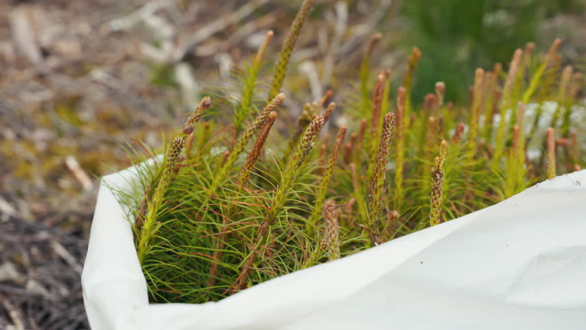 Reforestation with young pine saplings in white bags promotes growth and sustainability in nature