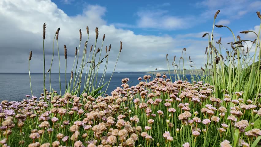 Beautiful coastal scene with flowers sea and coastline