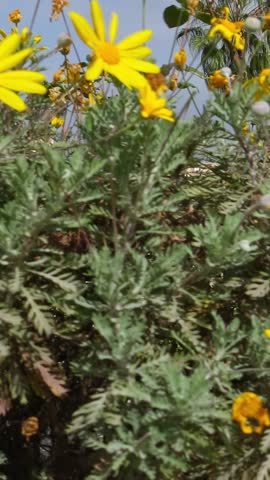 Jardines del Marquesado de la Quinta Roja garden in La Orotava town, Tenerife, Canary islands, Spain. Slow steadicam revealing footage. Tropical botanical gardens in La Orotava town on Tenerife island
