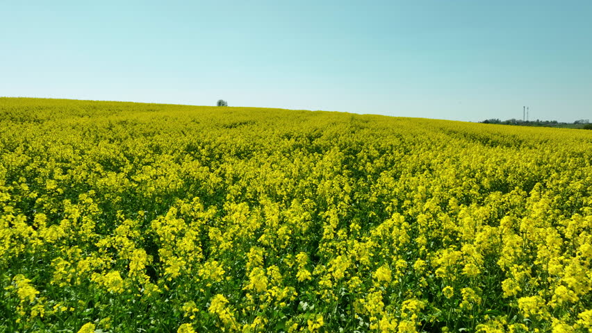 A close-up view of a rapeseed field in full bloom. The dense clusters of yellow flowers stretch as far as the eye can see, under a clear blue sky