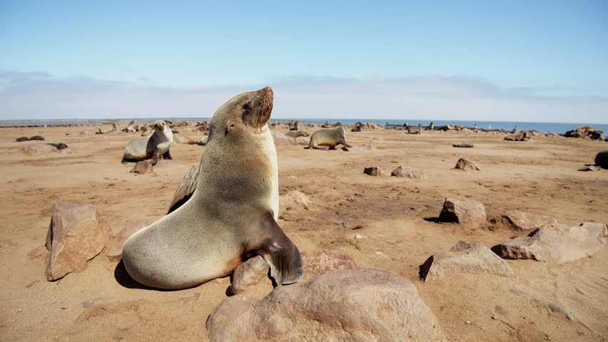 Seal portrait at the Cape Cross Seal Reserve on the Skeleton Coast in Namibia. Cape Cross is home to one of the largest colonies of Cape fur seals in the world. Wild animals of South Africa concept.