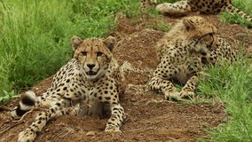 South Africa safari in national park. closeup Pride of wild cheetahs have rest under tree in african savannah in national park. Amazing rare shot of african animals, predators, wild cats after hunt. - Powered by Shutterstock - Get 15% off with code: PIKWIZARD15