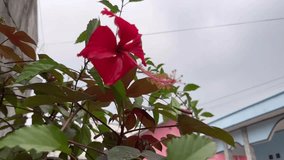 red hibiscus flowers swaying in the gentle breeze, blue clouds in the background