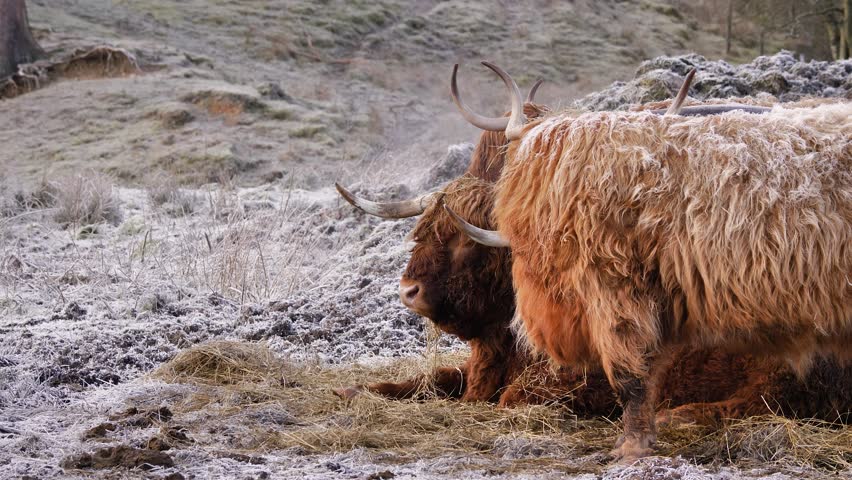 Highland Cows under frost in the morning in a rural area of Scotland, United Kingdom