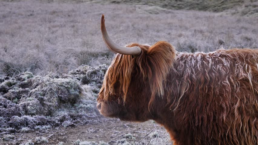 Profile shot of Highland Cow under frost in the morning in a rural area of Scotland, United Kingdom