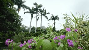 Butterflies flying among bougainvillea flowers - Powered by Shutterstock - Get 15% off with code: PIKWIZARD15