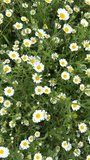 Vertical video, top view of white Wild flowers field on beautiful green background. Growing of Matricaria, chamomile, daisy flowers, grass meadow. Blooming garden at summer sunny day. 