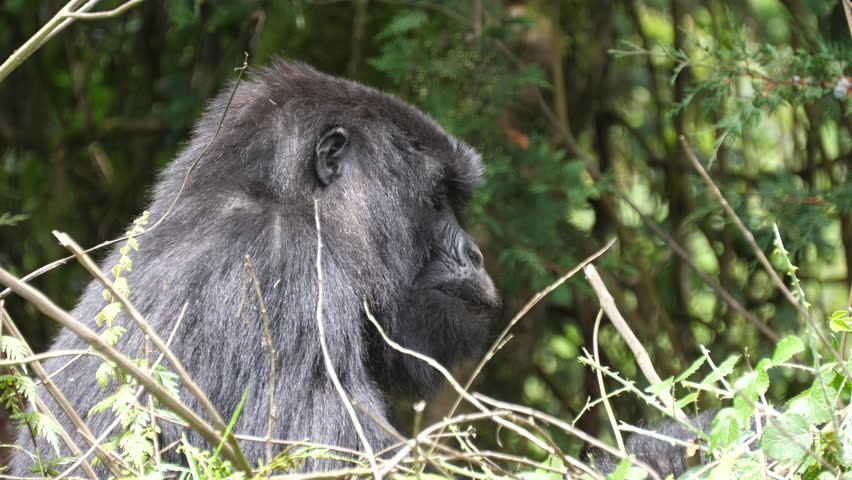 Mountain Gorilla female close. Virunga National Park