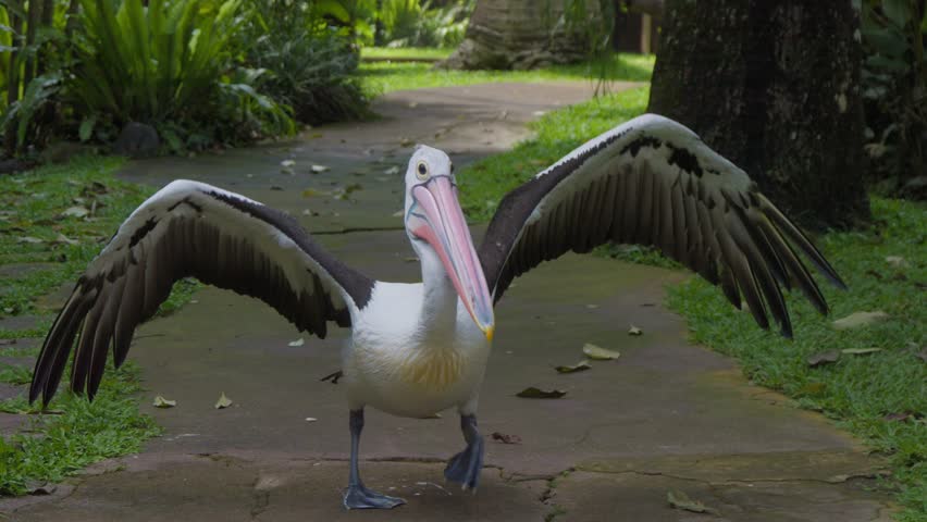 A pelican in a lush, green park while the bird