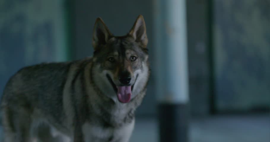 Wolf stares at the camera in the old, abandoned building