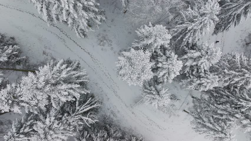 Drone footage in Chamrousse, capturing a top-down view of a snowy hiking trail surrounded by snow-covered pines. The drone ascends slowly, rotating to reveal the black and white scenary.
