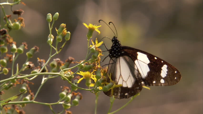 A  butterfly flies in and landing on flowers .