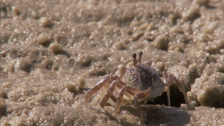 A medium shot of two ghost crabs eating sand .