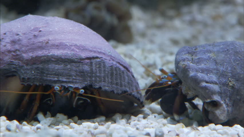 Two hermit crabs next to each to each another.  