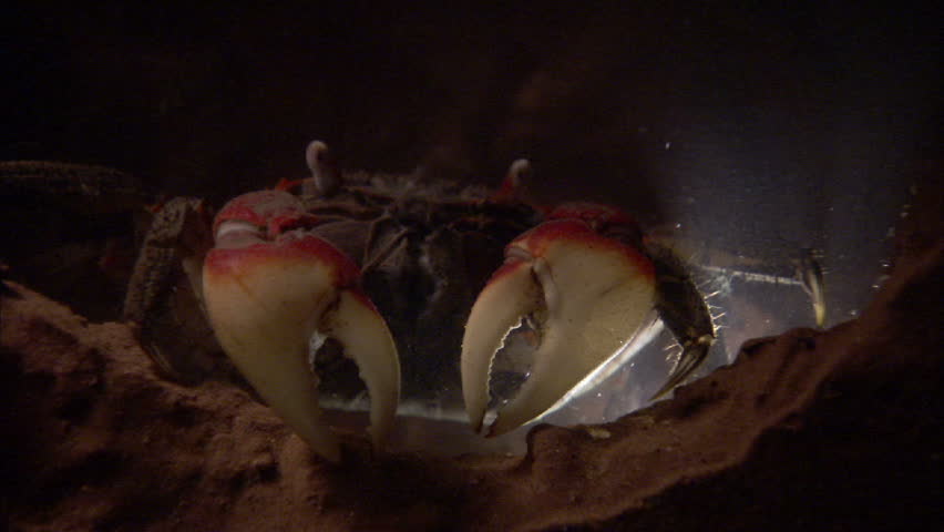 A close- up shot of a crab in the sea at night.