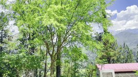Follow me woman near jungle. Blonde smiling female tourist in straw hat holding man's hand following him - Powered by Shutterstock - Get 15% off with code: PIKWIZARD15