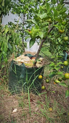 Sitaya Agri Horti orange plant, bearing heavy fruit in a planterbag. The fruit is small but very sweet without a sour taste.