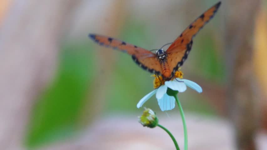 close up of acraea terpsicore butterfly on blooming flower