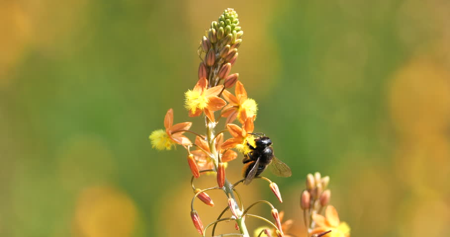 Bulbine frutescens or stalked bulbune and black bee in sunny day.
