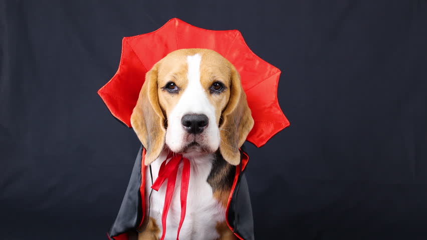 Beagle dog in a red and black cape as a Halloween costume 