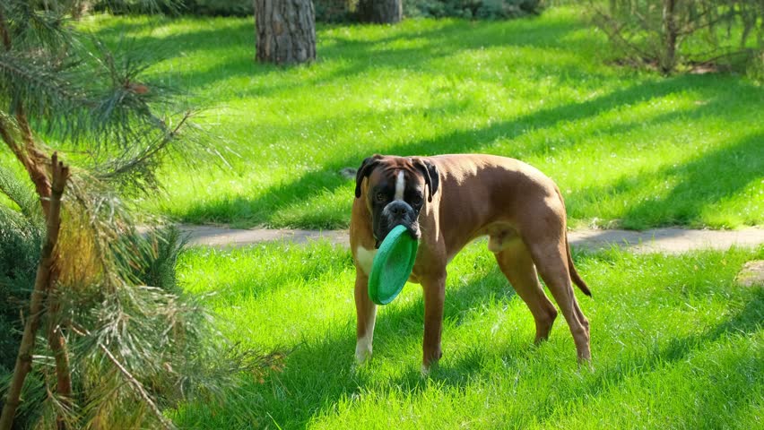 Active Boxer Dog Playing on the Green Grass in Summer Day Outdoors. Breed Deutscher Boxer Dog 