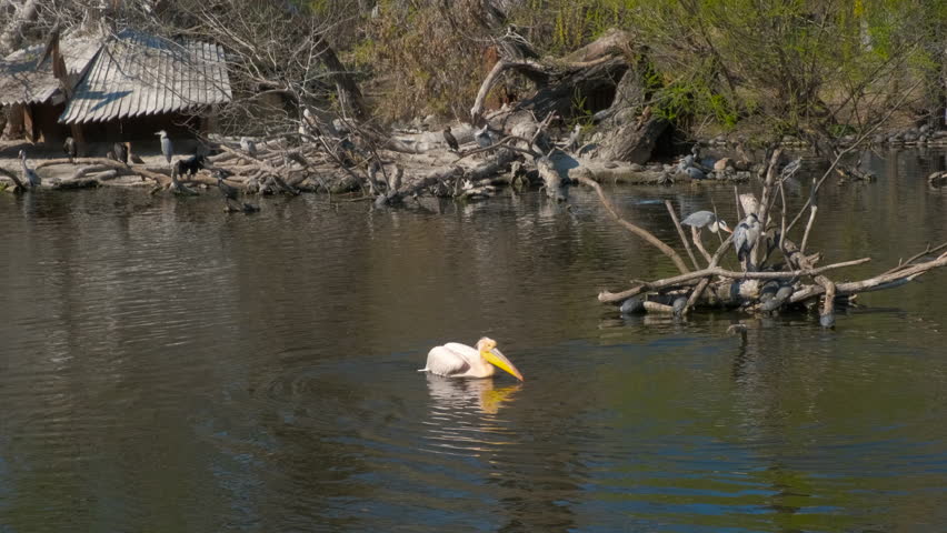 Pelican cleans feathers on the water. Happy pelican in the lake of the zoo.
