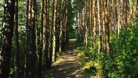 Wandering Through Enchanted Woods: A Serene Dirt Path Exploration - Powered by Shutterstock - Get 15% off with code: PIKWIZARD15
