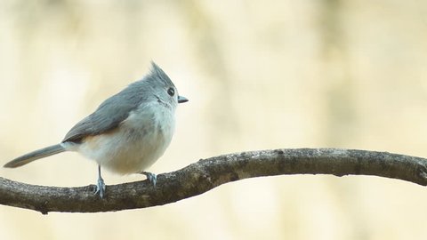 Tufted Titmouse vocals, close-up of Titmouse calling to mate, winter in Georgia