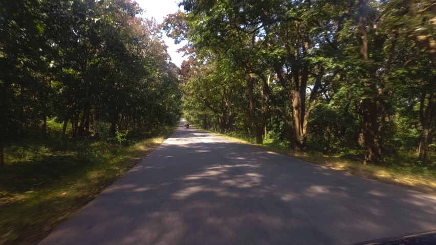 Car POV Shot of Driving on a Forest Highway Following the Motorists 1080