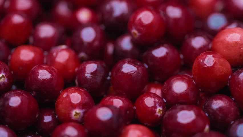 Macro shot of red cranberries with drops of water. Healthy eating concept. 