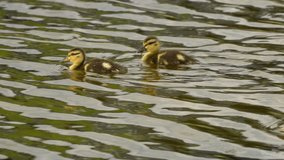 Adventures of a Mallard Mama and Her Ducklings in a Canadian Lake