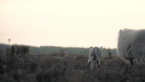 The lamb farm animal sheep - Powered by Shutterstock - Get 15% off with code: PIKWIZARD15