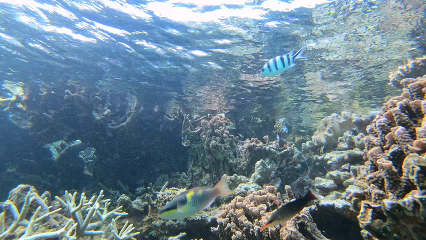 Pintano Sergeant Major fish and other tropical aquatic animals of Barrier Reef