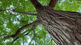 Close-up of a large old tree with a feeling of peacefulness, from below towards its green-leaved top.