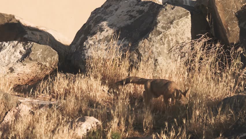 A young Kit fox sniffs everything as it explores around the boulders and dry grass that surround it