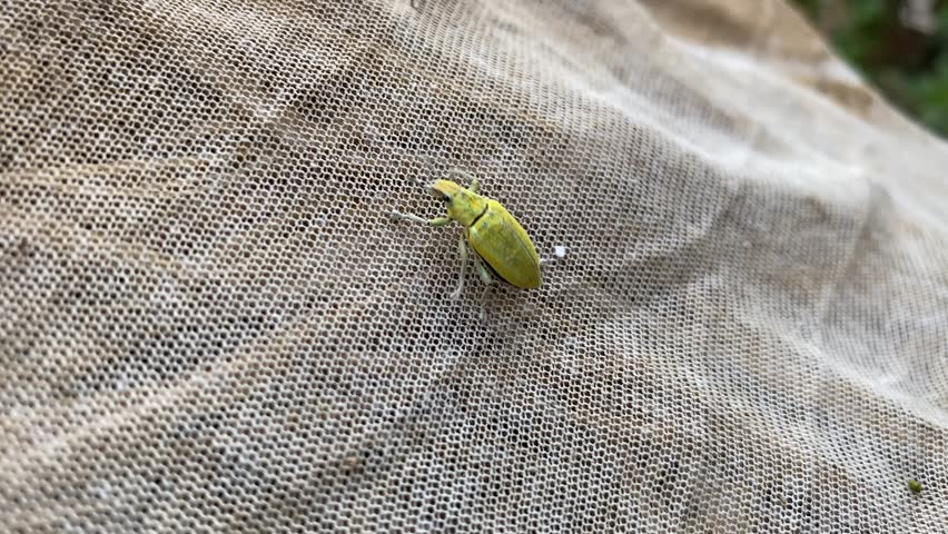 Side view of Gold Dust Weevil (Hypomeces pulviger) crawling on broken net. A common plant pest of true weevil family or Curculionidae