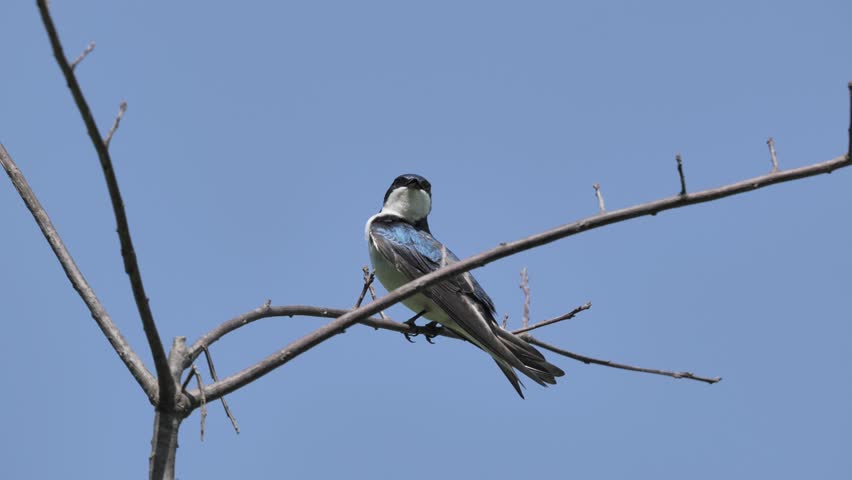 Tree Swallow
(Tachycineta bicolor) preening on a bush in a Delaware park.