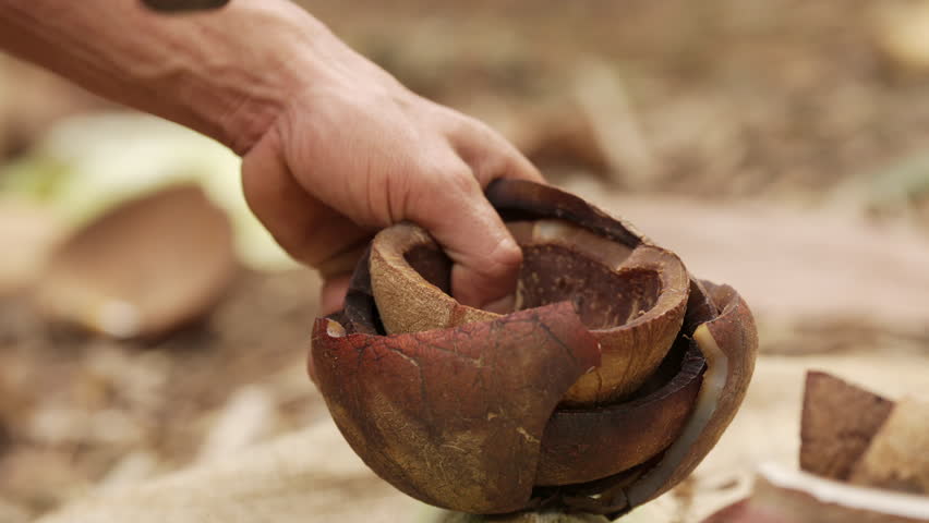Farmer slicing dried coconut kernel or copra with machete, hand tool cutting