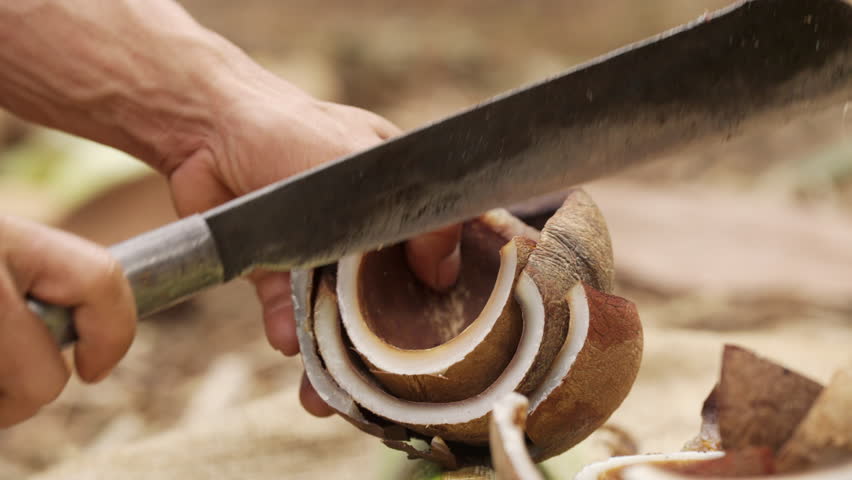 Farmer slicing dried coconut kernel or copra with machete, hand tool cutting