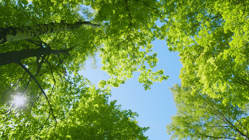 Branch With Green Leaves On Blue Sunny Sky Background. Tops Of Trees In Forest Through Branches Of Which You Can See Blue Sky.