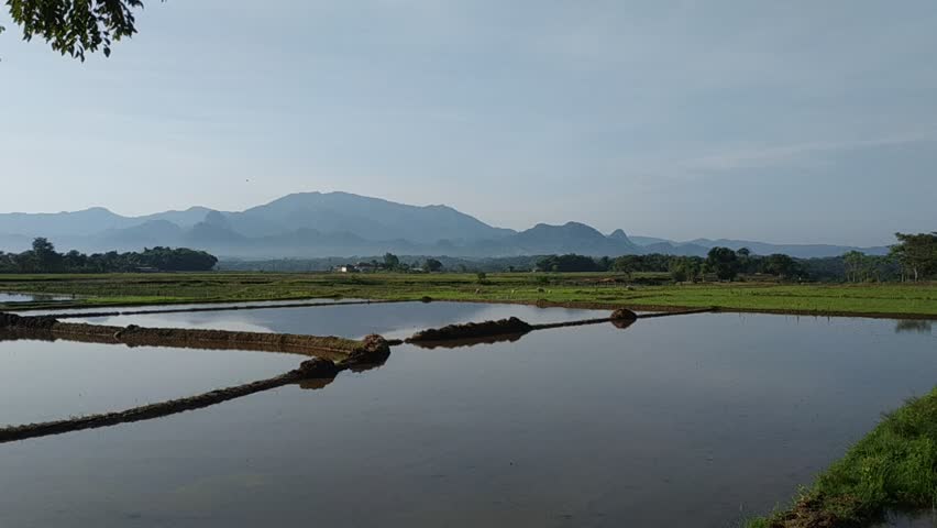 A serene lake reflecting a majestic mountain with lush rice fields in the foreground.A serene lake reflecting a majestic mountain with lush rice fields in the foreground.