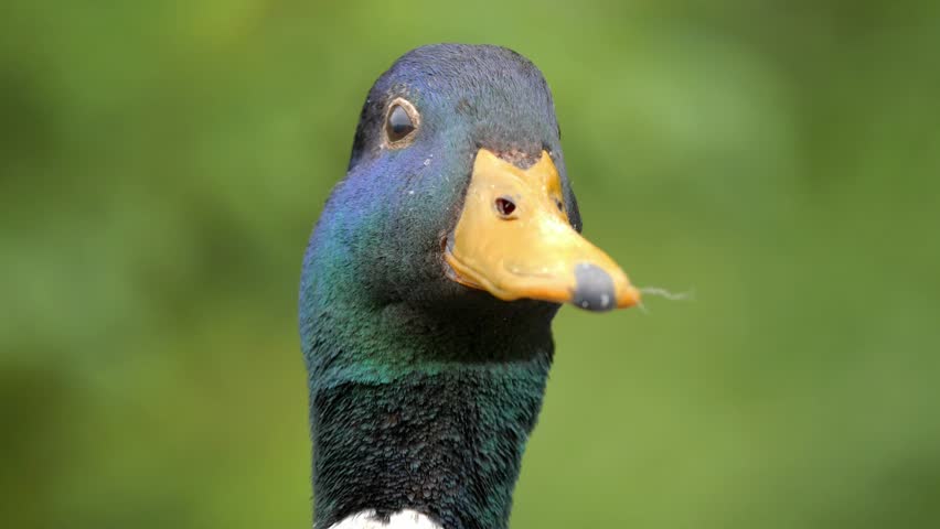 Close-up of a mallard duck at Maplewood Mudflats Wild Bird Trust in North Vancouver, British Columbia, Canada