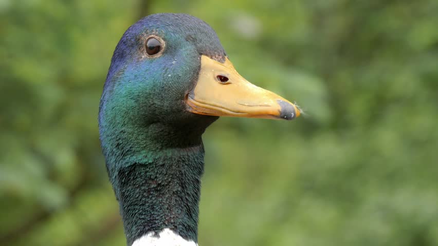 Close-up of a mallard duck at Maplewood Mudflats Wild Bird Trust in North Vancouver, British Columbia, Canada